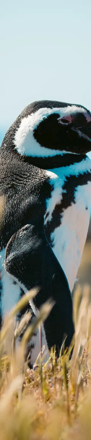 Besuche die Brutstätten der Magellan-Pinguine